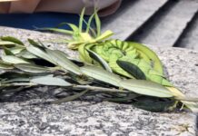 Cvjetnica – spomen na ulazak Isusa u Jeruzalem i početak Nedjelje Muke Gospodnje